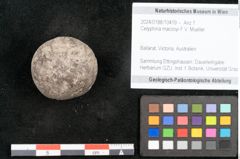 Foto (Objekt + Etikett) von Celyphina maccoyi F.V. Mueller (NHMW-GEO-2024-0188-10419)